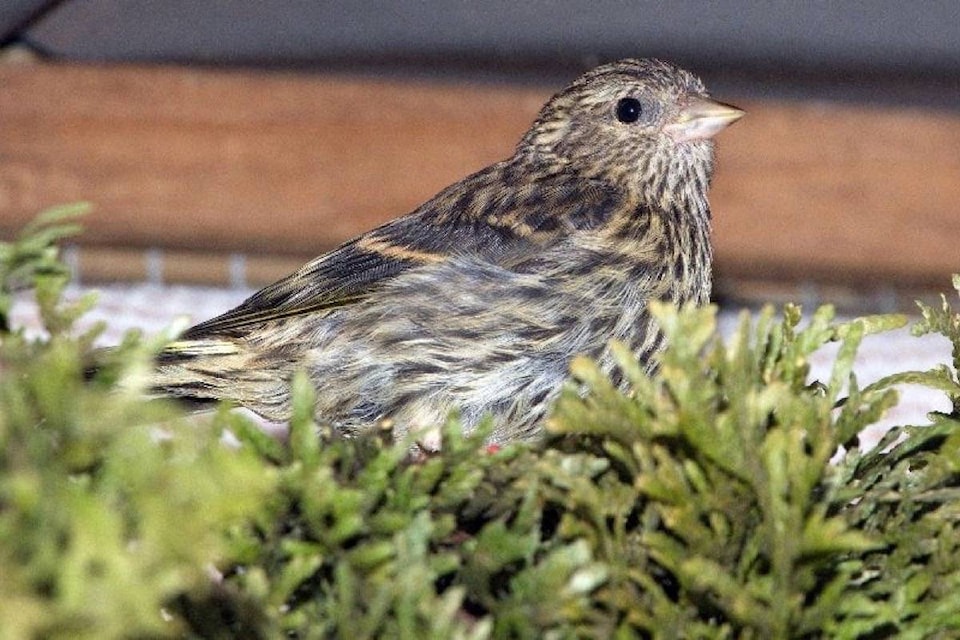 24553826_web1_210318-CCI-pine-siskins-salmonella-PICTURE_1