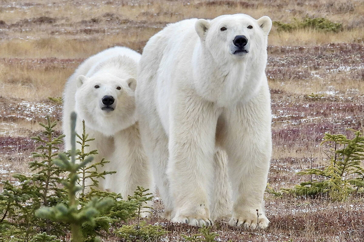 Gabriola artist fulfills lifelong dream of photographing polar bears at