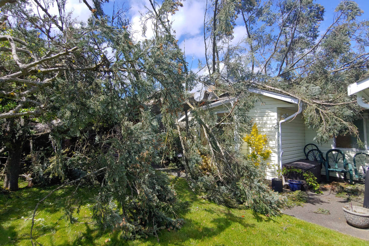 29175966_web1_220518-NBU-Michigan-Way-trees-down-_2