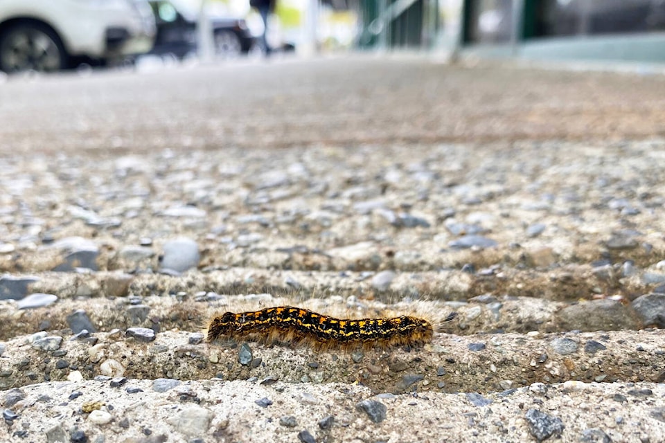 29383683_web1_220603-SNE-TentCaterpillars-CaterpillarSidewalk_1