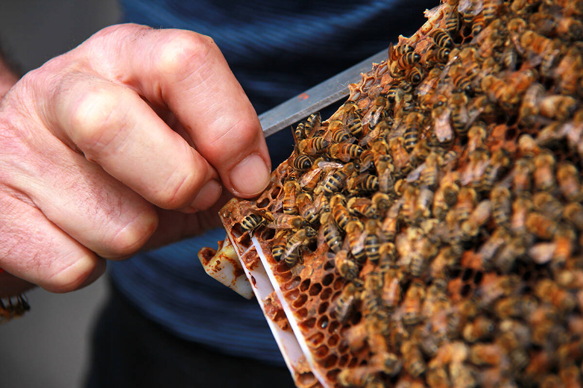 Iain Glass, the executive director of Ensure Hive Future, handles a frame of honey bees atop an apartment building in Vancouvers West End. (Jane Skrypnek/Black Press Media)