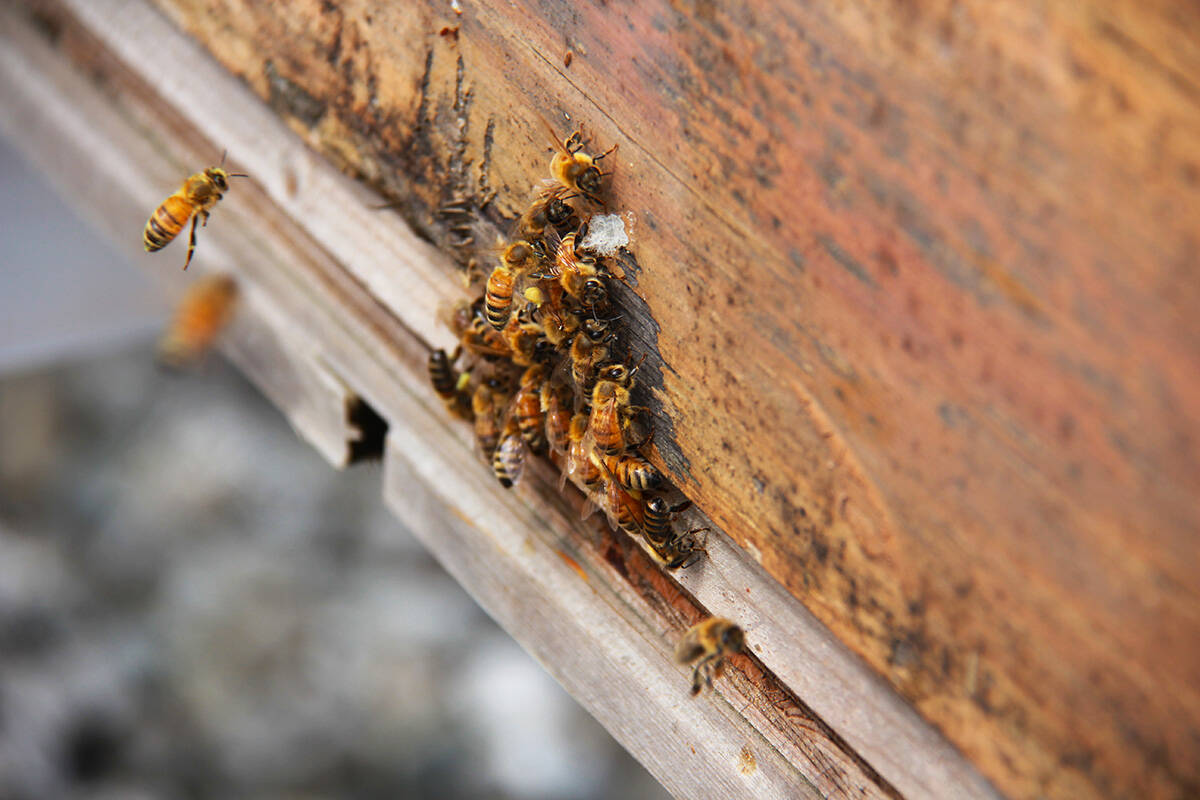 Foraging bees return to their colony through a small opening in the base of their box, carrying supplies of pollen in sacks on their legs. (Jane Skrypnek/Black Press Media)