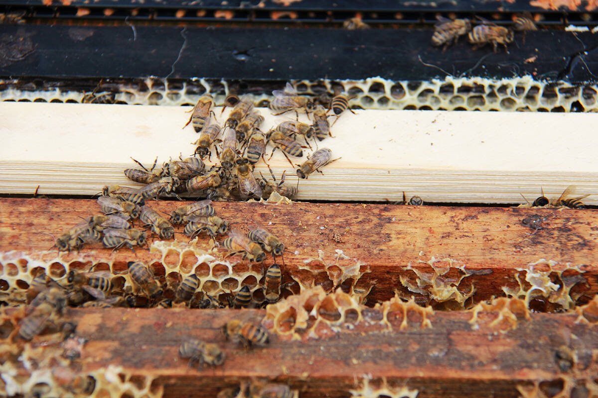 Honey bees move between different frames of comb as they go about their daily colony duties. (Jane Skrypnek/Black Press Media)