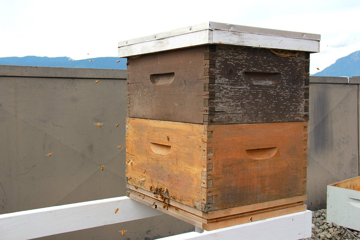 One of two honey bee colonies resting atop an apartment building roof in Vancouvers West End. (Jane Skrypnek/Black Press Media)