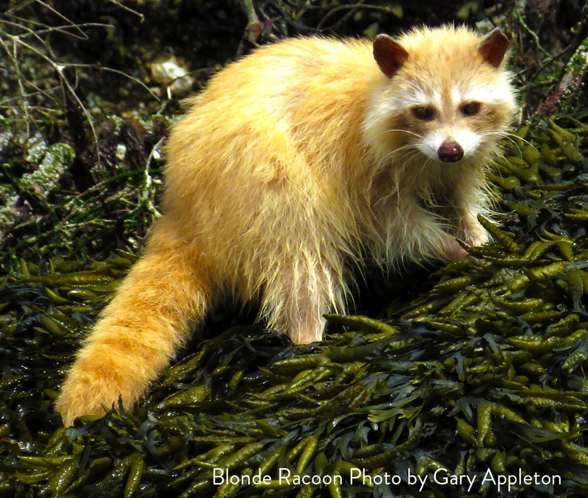 Perhaps the most special animal that calls Saysutshun home is the elusive Spirit Raccoon, whose golden-white coat courtesy of a recessive gene can sometimes be spotted on the beach at dusk and dawn looking for food.
