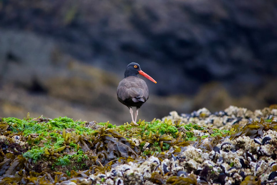 Laskeek Bay Conservation Society monitors black oystercatchers on Haida Gwaii. (Photo: supplied)