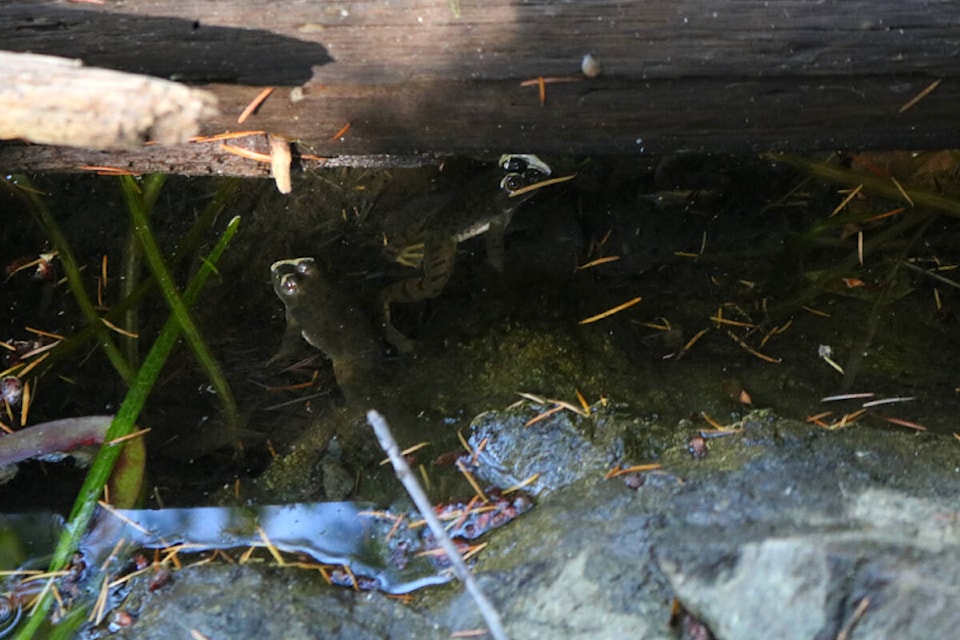 Voracious feeders and breeders: invasive bullfrogs flourish with