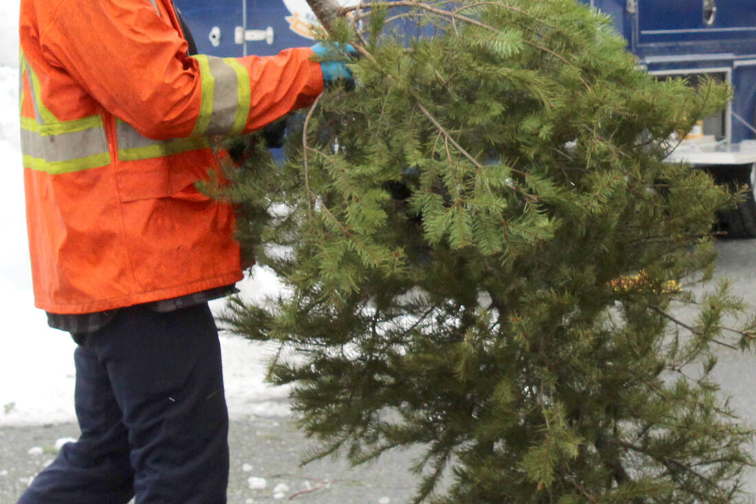 Christmas tree chipping happens this coming weekend around Nanaimo