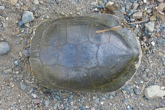 kitkatbt20250628-cage09-carapace