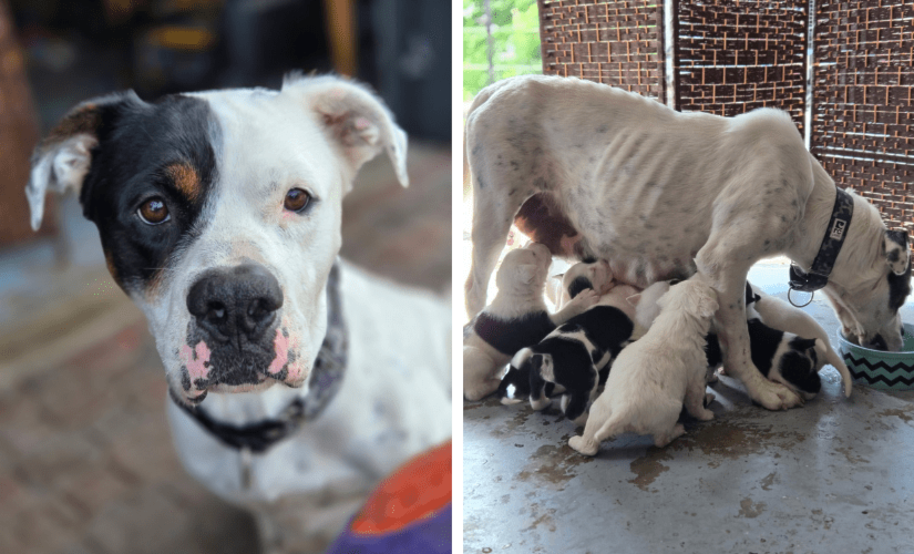 news-33-animals-nanaimo-bea-puppies-pit-bull-mix