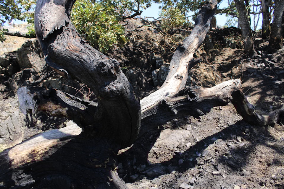 pipers-lagoon-fire_3947