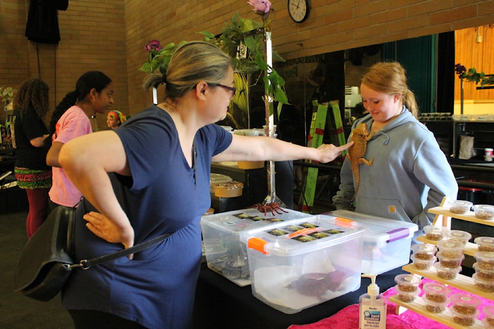 Nikki Fosterson pets the three-year-old red hypo bearded dragon Pancake, clinging to Wynter LeBleu with Vancouver Island Reptile Enthusiasts. (Jessica R. Durling/News Bulletin)