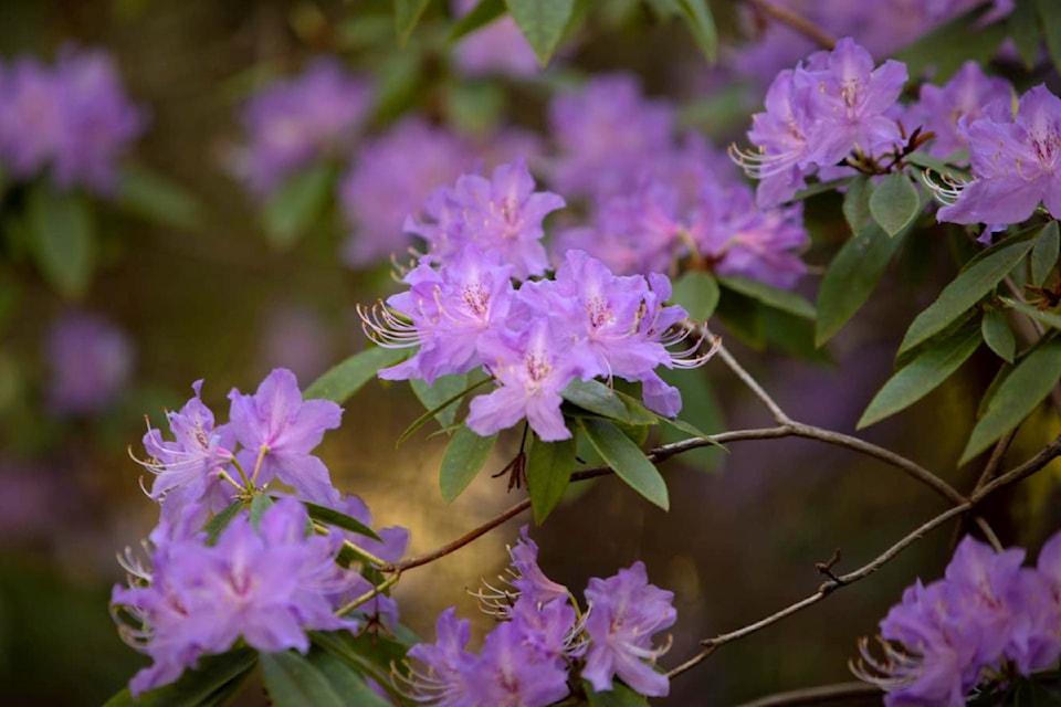 rhodo-1-13-edited