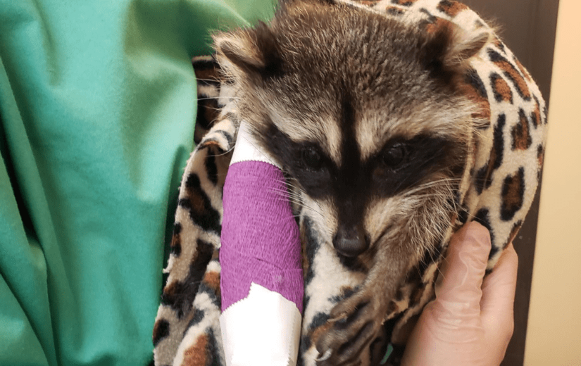 rraccoon-in-care-wild-arc