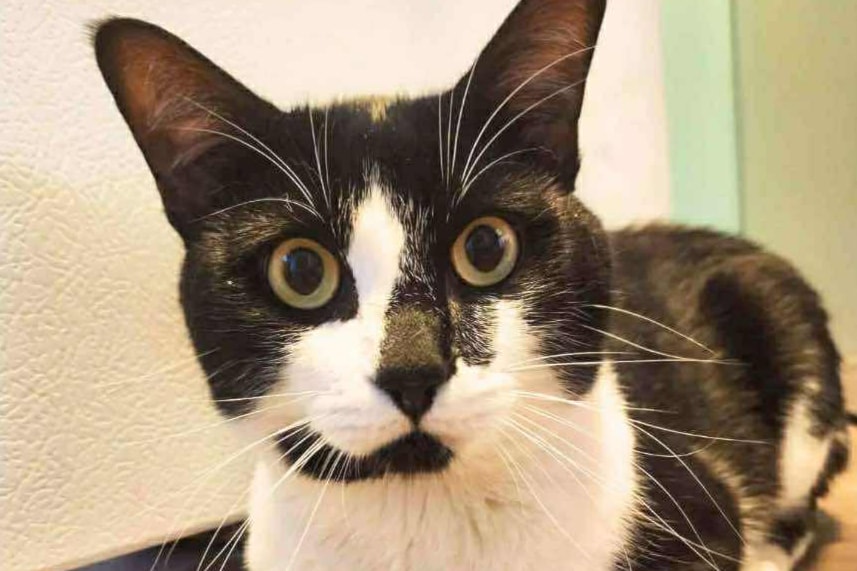 tuxedo-cat-luigi