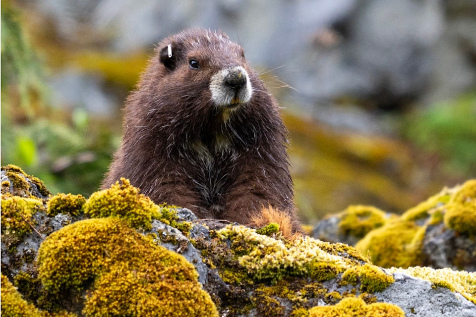 The Vancouver Island marmot lives in subalpine meadows in mountainous areas of the Island. (Michael Lester photo)