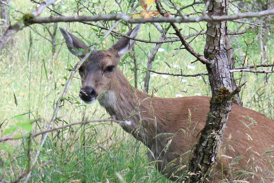white-tailed-deer