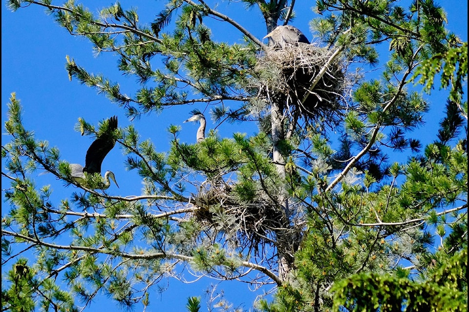 Three herons in two pine trees near the Granite Pointe Golf Course on June 21, 2024. 