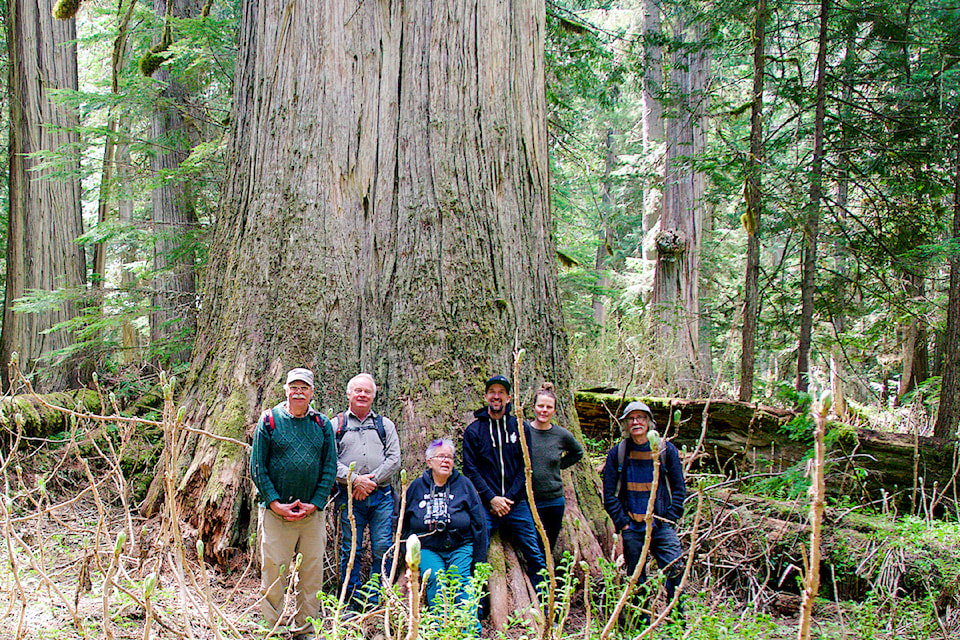 2000-year-old-cedar