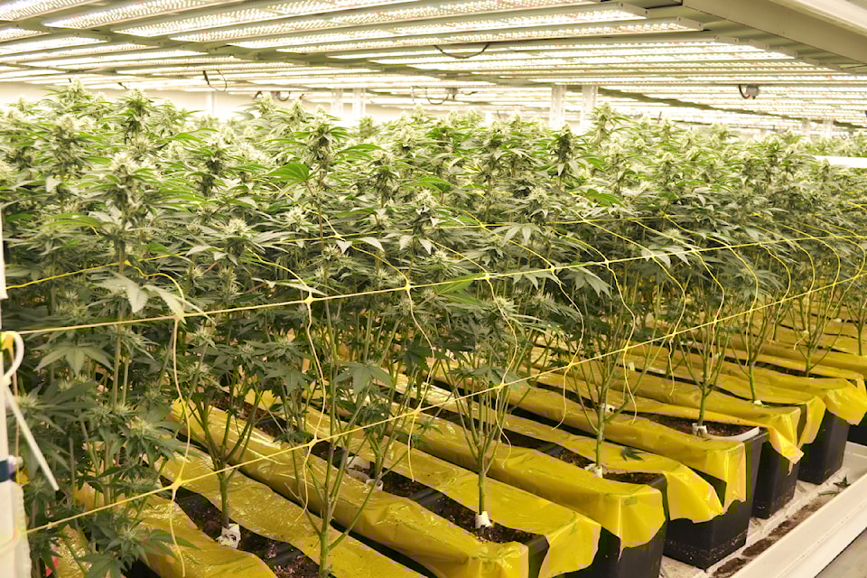 cannabis3