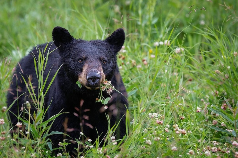 2024-bear-deaths
