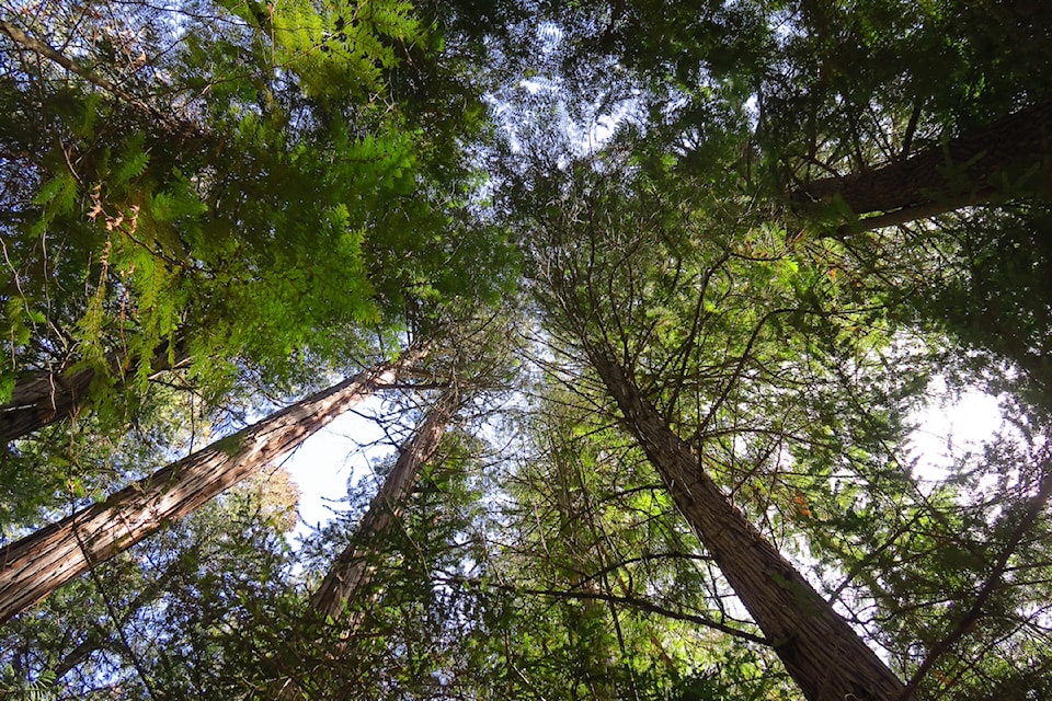 img_6029-canopy