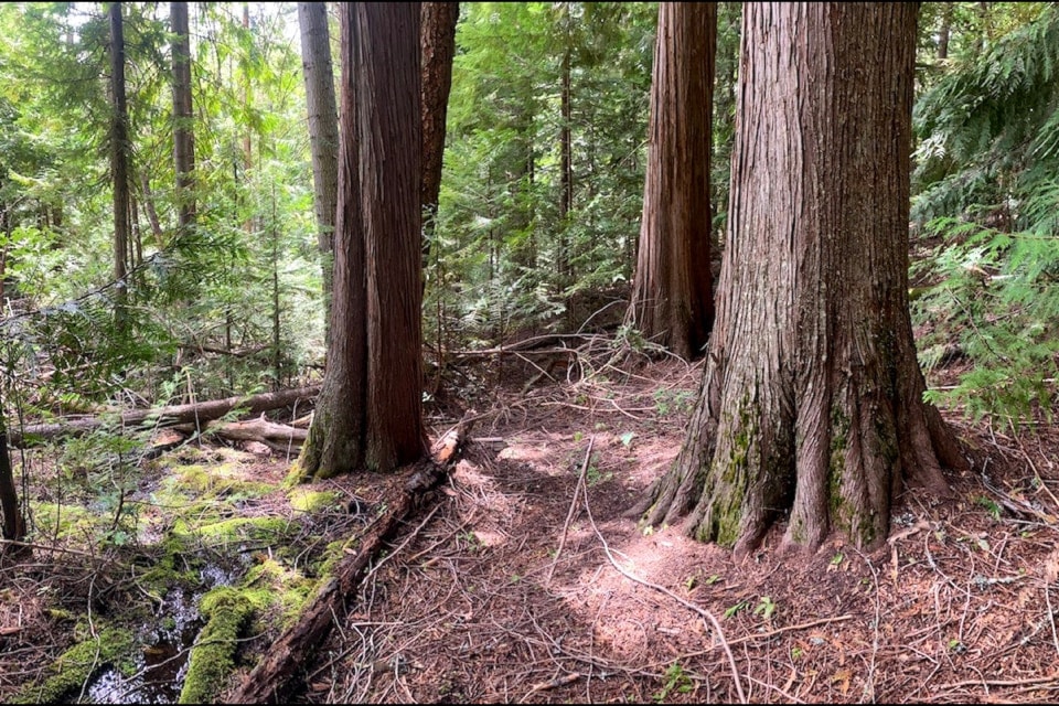 Old growth forest at Cai Creek outside Castlegar near a harvest boundary recently auctioned by BC Timber Sales. 