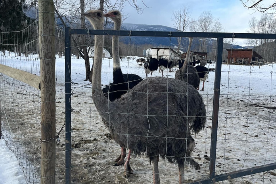 250410-vms-ostrich2