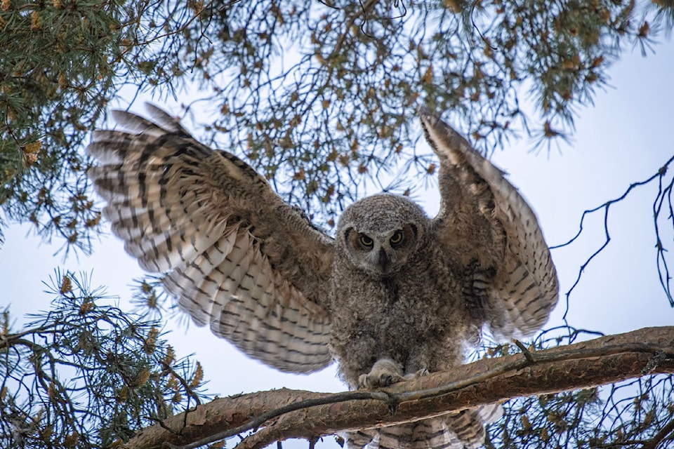 This young great horned owl in Nelson, at age about eight weeks, is beginning to learn to  fly.