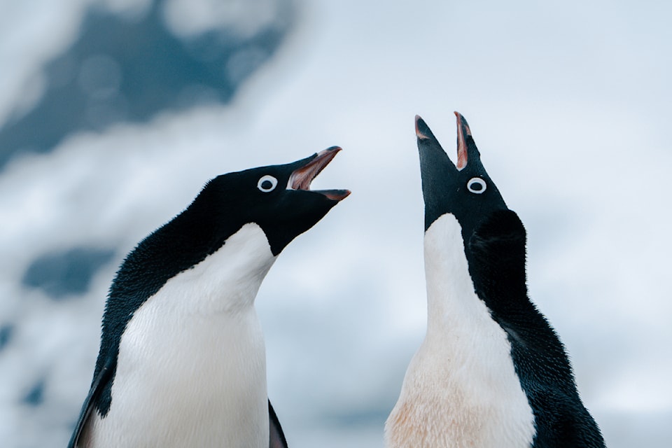 Same-sex behaviours are common among Adelie penguins, such as those seen here in Antarctica. The new documentary Animal Pride: Nature's Coming Out Story shows how natural homosexuality is among animals.