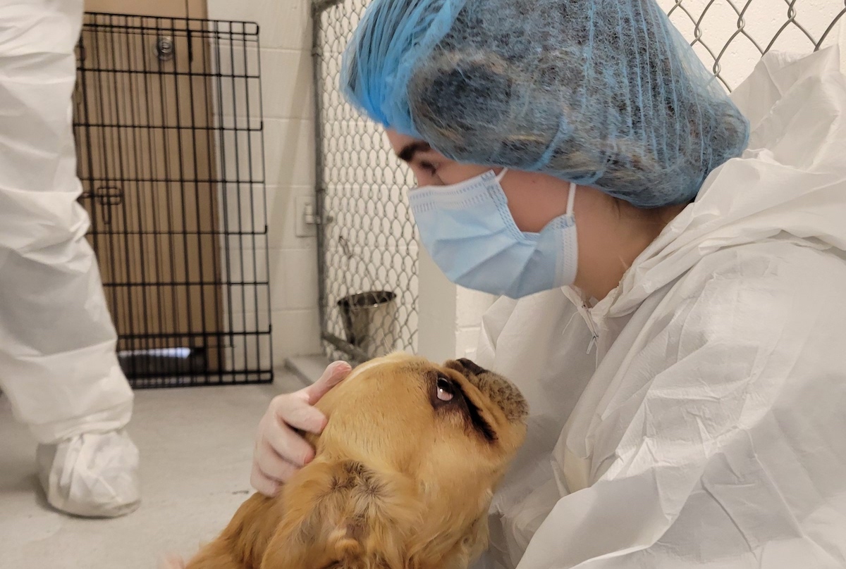 BC SPCA rescues 27 dogs in extreme distress from West Kootenay property