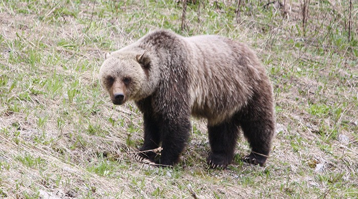 Bear sightings close Nelson-Salmo trail
