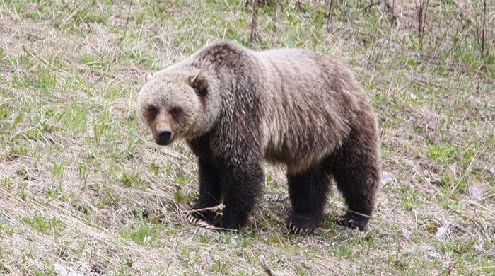 18908westernstar27116westernstar04_24grizzlybear