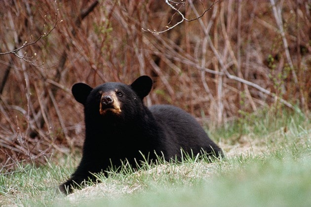 Black bear lying down in meadow