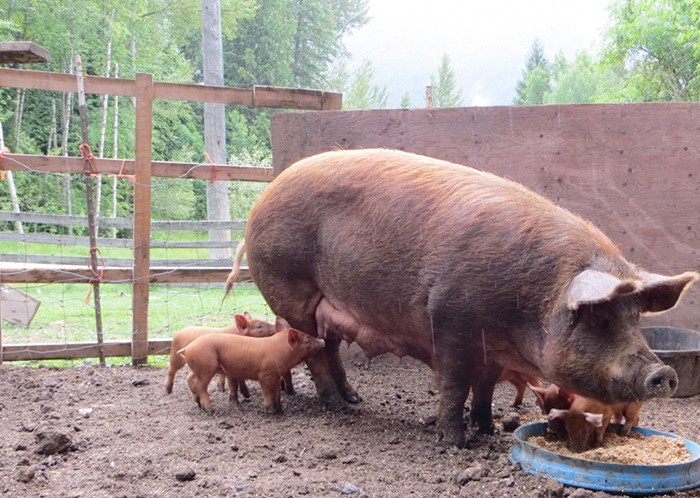 SPCA tours Havesome Hog farm - Nelson Star