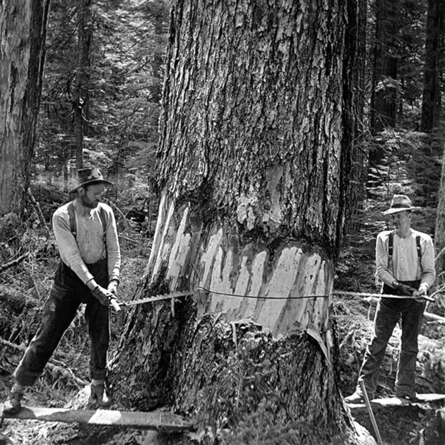 Men cutting down tree