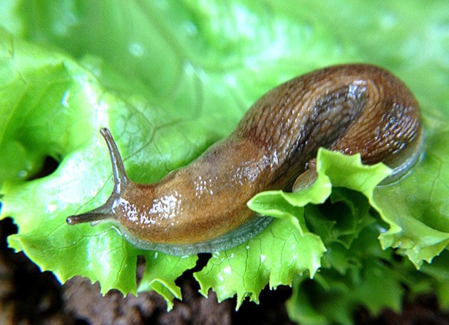 66556westernstarS-slug-on-lettuce