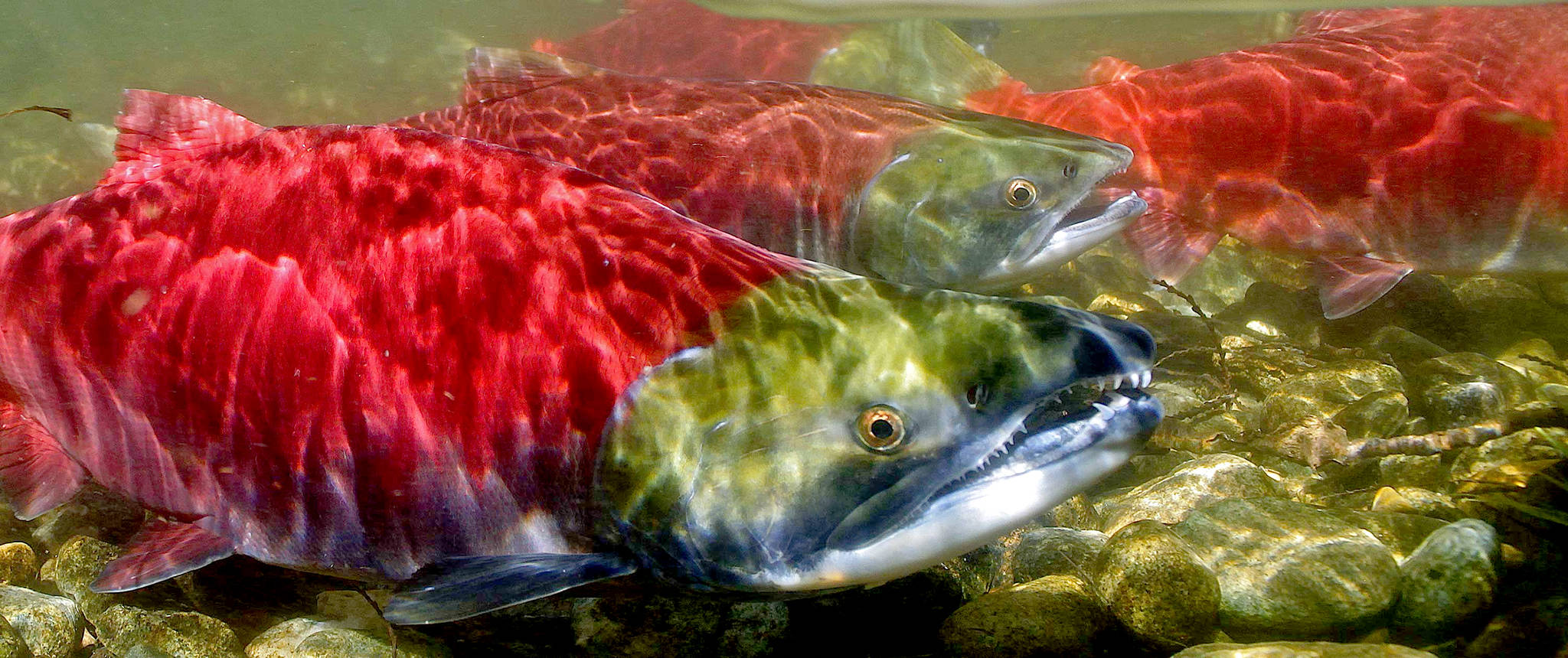 web1_160505-KWS-Salmon