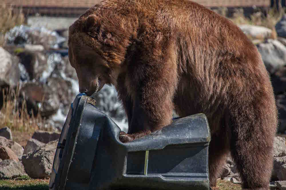 7740471_web1_copy_Toter-BearProof_TrashCan