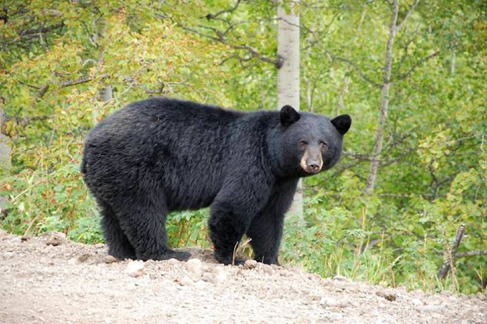 11899366_web1_black-bear