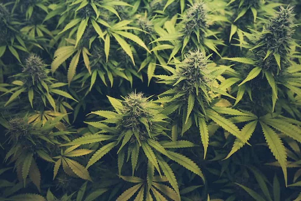 12310078_web1_copy_everything-need-know-marijuana-cannabis-hero
