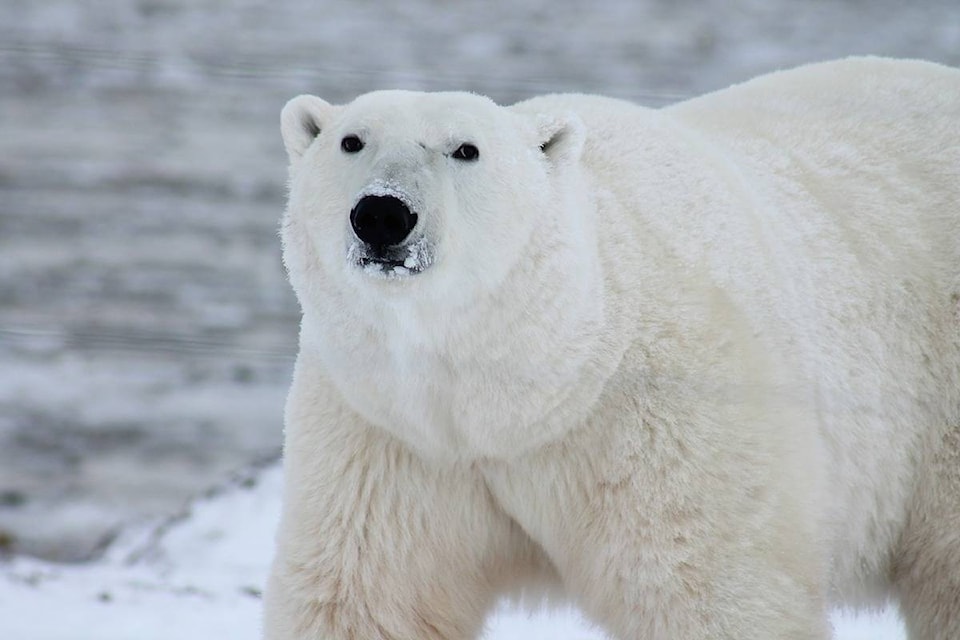 13321312_web1_180828-CPW-polar-bear