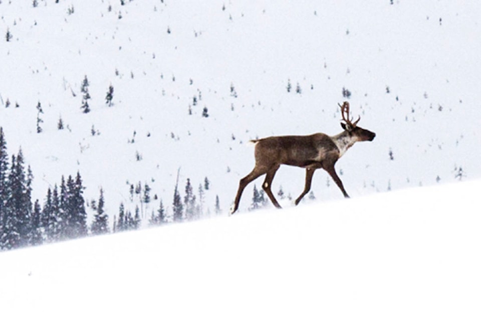 14114979_web1_copy_caribou-in-winter