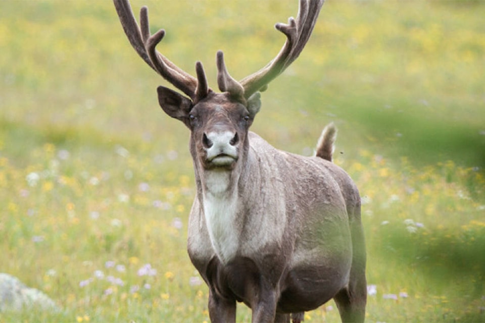 15273300_web1_Mountain-Caribou-must-credit-David-Moskotwitz-Mountain-Caribou-Initiative-Initiative