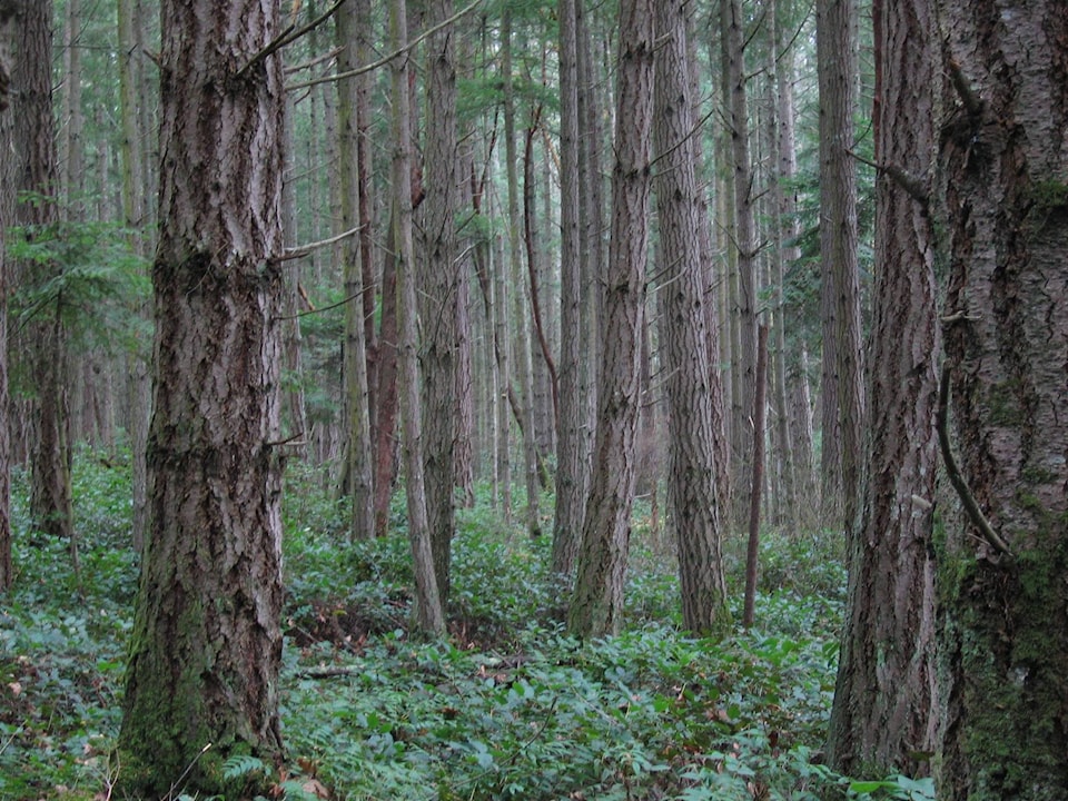 17395765_web1_File-forest-on-san-juan-island-jpg-wikimedia-commons
