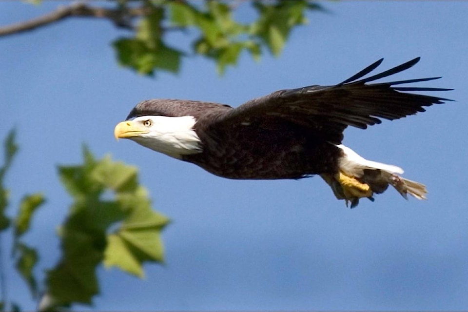 19407146_web1_190926-SNM-M-Bald-Eagles