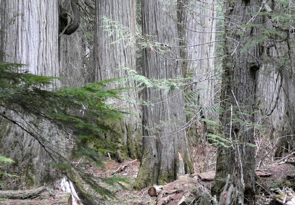 25232968_web1_210527-KWS-OldGrowth-Holt_1