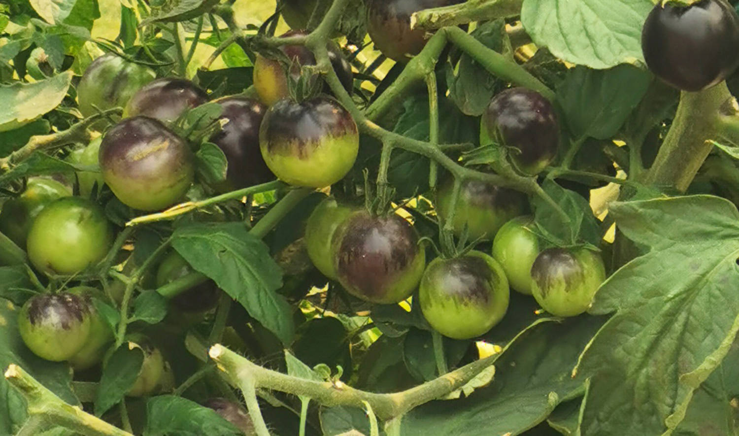 Perplexed by a purple tomato? Learn about the 'Indigo Rose' - Nelson Star