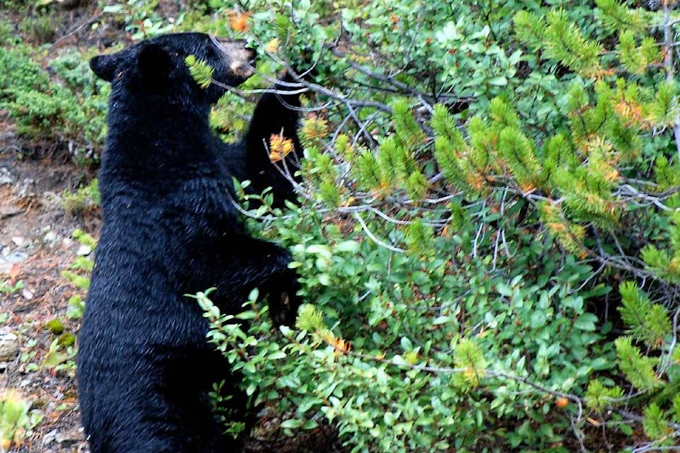 27318671_web1_211202-KWS-BearColumn-Bear_1