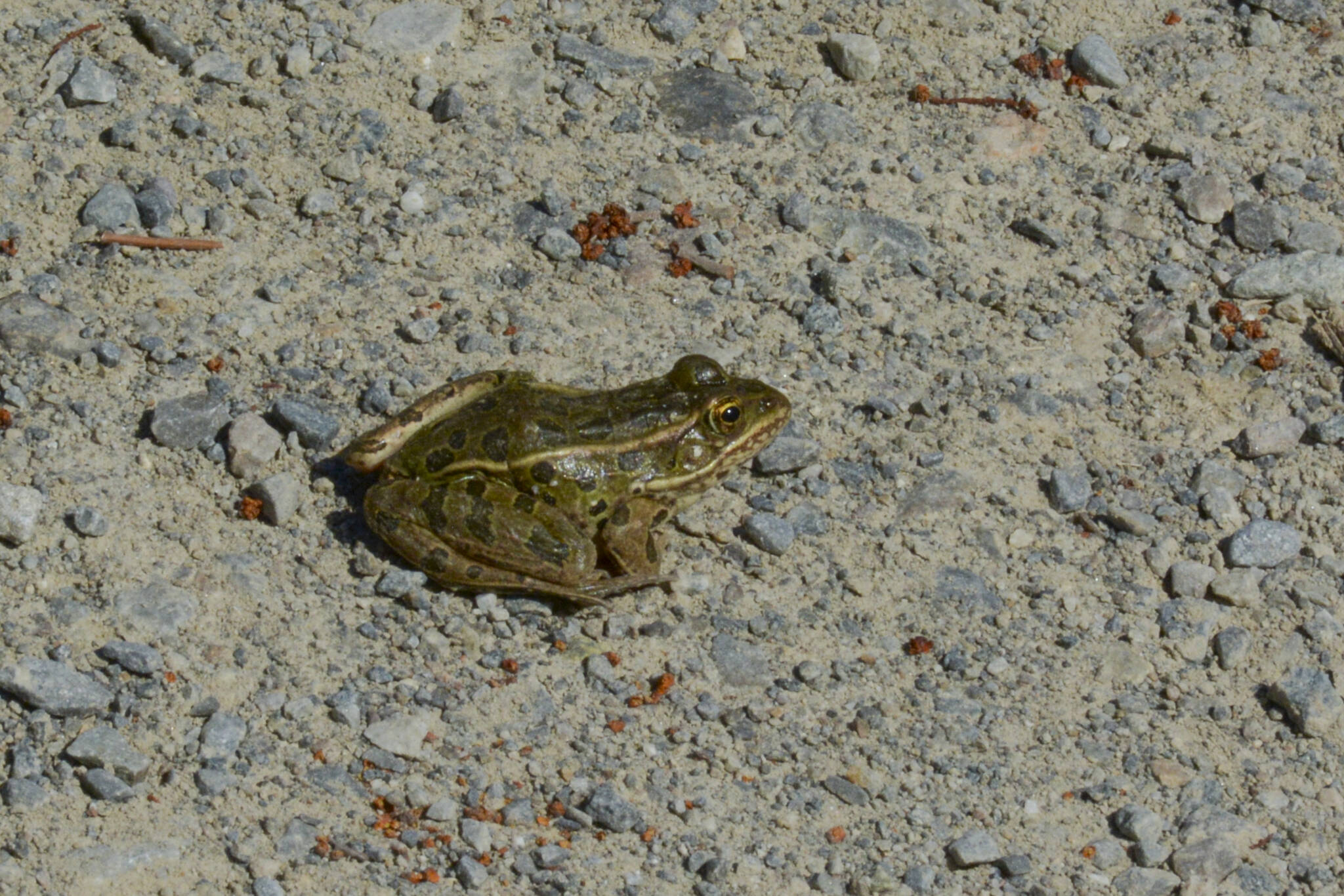 A northern leopard frog was seen hopping along at Duck Lake during spring migration. (Photo by Kelsey Yates)